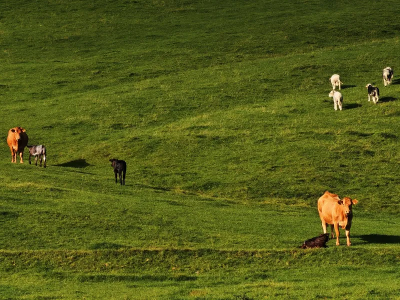 The People Behind the Pint: Inside Sicily's Small Dairy Farms That Make Ono's Gelato Worth Every Bite